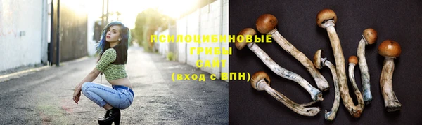 PSILOCYBIN Новокубанск